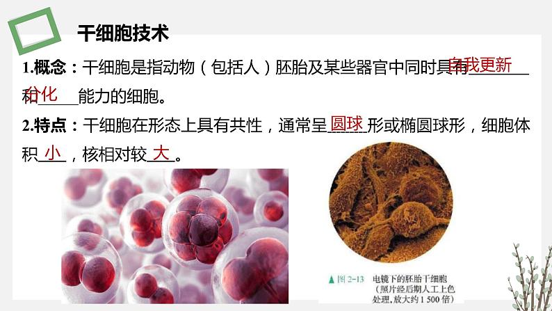 2.3.4 干细胞技术及其应用 课件 高中生物新苏教版选择性必修3第3页