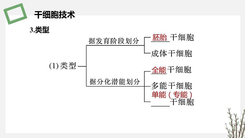 2.3.4 干细胞技术及其应用 课件 高中生物新苏教版选择性必修3第4页