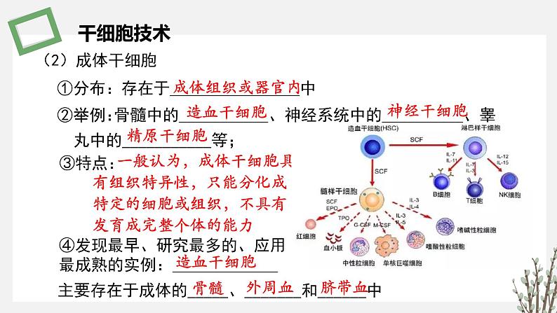 2.3.4 干细胞技术及其应用 课件 高中生物新苏教版选择性必修3第6页