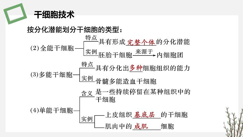 2.3.4 干细胞技术及其应用 课件 高中生物新苏教版选择性必修3第7页