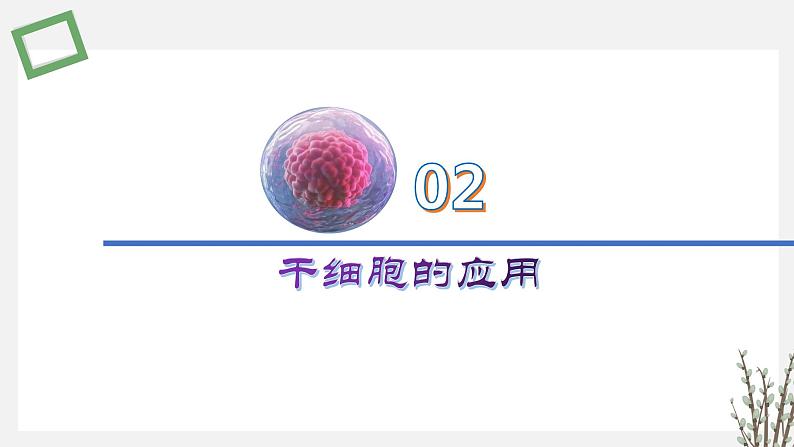 2.3.4 干细胞技术及其应用 课件 高中生物新苏教版选择性必修3第8页