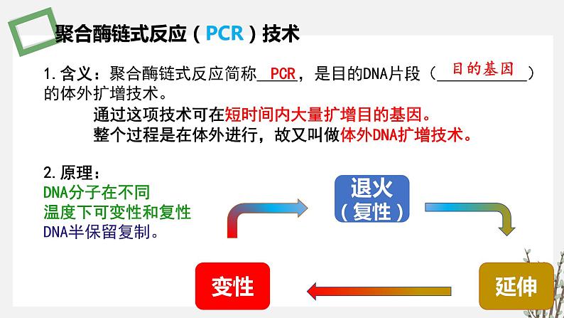 3.1.2 PCR技术和利用PCR技术扩增DNA片段并完成电泳鉴定 课件 高中生物新苏教版选择性必修303