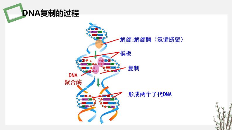 3.1.2 PCR技术和利用PCR技术扩增DNA片段并完成电泳鉴定 课件 高中生物新苏教版选择性必修304