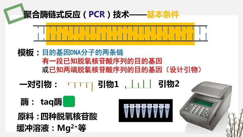 3.1.2 PCR技术和利用PCR技术扩增DNA片段并完成电泳鉴定 课件 高中生物新苏教版选择性必修306