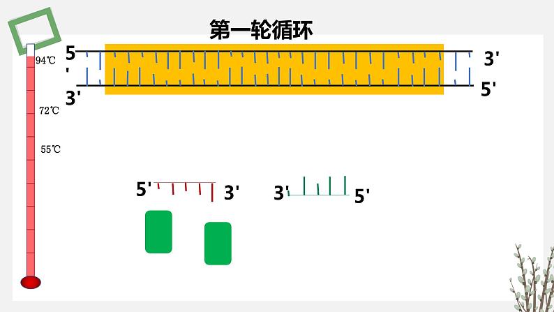 3.1.2 PCR技术和利用PCR技术扩增DNA片段并完成电泳鉴定 课件 高中生物新苏教版选择性必修307