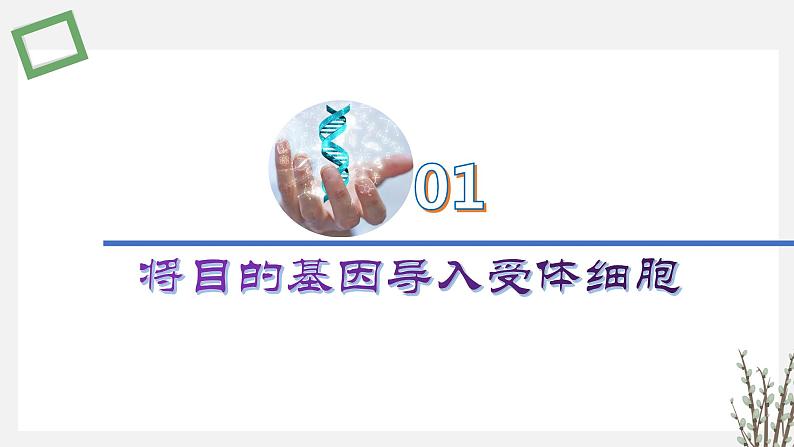 3.1.5 将目的基因导入受体细胞和目的基因及其表达产物的检测鉴定 课件 高中生物新苏教版选择性必修302