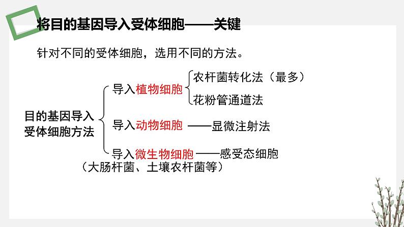 3.1.5 将目的基因导入受体细胞和目的基因及其表达产物的检测鉴定 课件 高中生物新苏教版选择性必修303