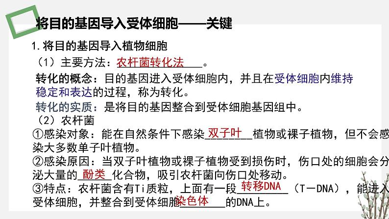 3.1.5 将目的基因导入受体细胞和目的基因及其表达产物的检测鉴定 课件 高中生物新苏教版选择性必修304