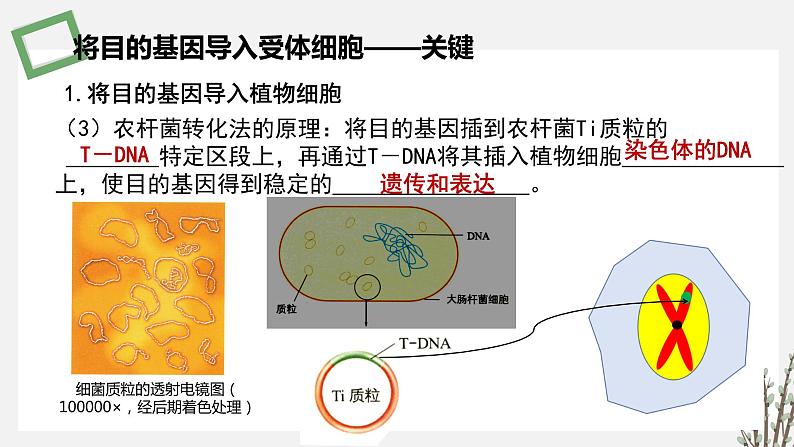 3.1.5 将目的基因导入受体细胞和目的基因及其表达产物的检测鉴定 课件 高中生物新苏教版选择性必修305