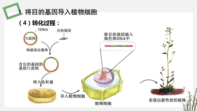 3.1.5 将目的基因导入受体细胞和目的基因及其表达产物的检测鉴定 课件 高中生物新苏教版选择性必修306