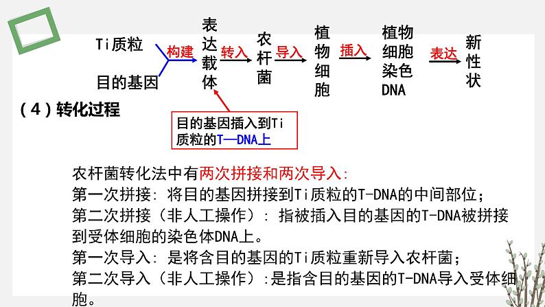 3.1.5 将目的基因导入受体细胞和目的基因及其表达产物的检测鉴定 课件 高中生物新苏教版选择性必修307