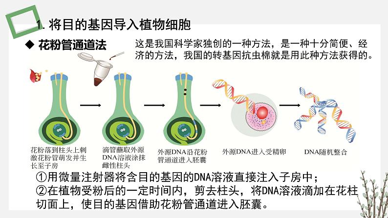 3.1.5 将目的基因导入受体细胞和目的基因及其表达产物的检测鉴定 课件 高中生物新苏教版选择性必修308