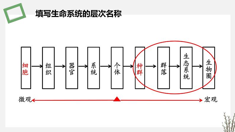 1.1.1   种群特征 课件 高中生物新苏教版选择性必修202