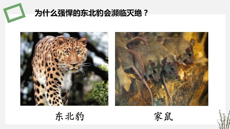 1.1.1   种群特征 课件 高中生物新苏教版选择性必修203