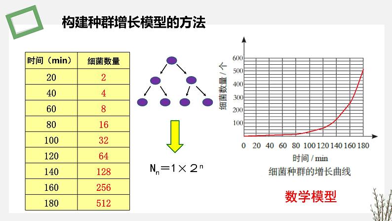 1.1.2  种群数量变化的数学模型 课件 高中生物新苏教版选择性必修204