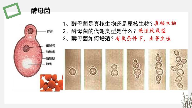 1.1.3   探究培养液中某种酵母菌种群数量的动态变化 课件 高中生物新苏教版选择性必修2（20第3页