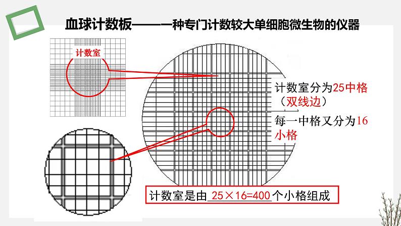 1.1.3   探究培养液中某种酵母菌种群数量的动态变化 课件 高中生物新苏教版选择性必修2（20第8页