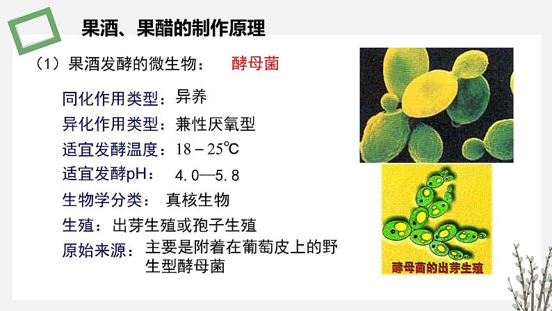 1.3.2 传统发酵技术生产的食品 课件 高中生物新苏教版选择性必修306