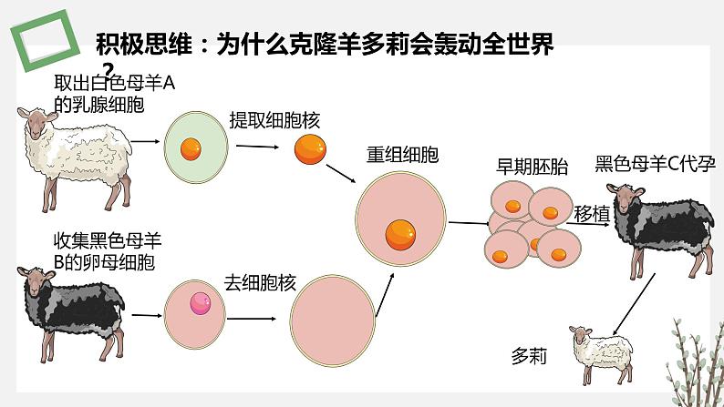 2.3.1 动物细胞核移植技术及其应用 课件 高中生物新苏教版选择性必修303