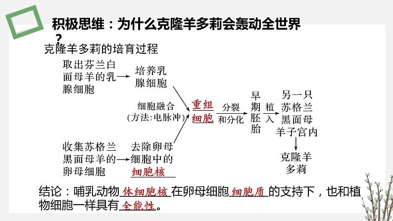 2.3.1 动物细胞核移植技术及其应用 课件 高中生物新苏教版选择性必修304