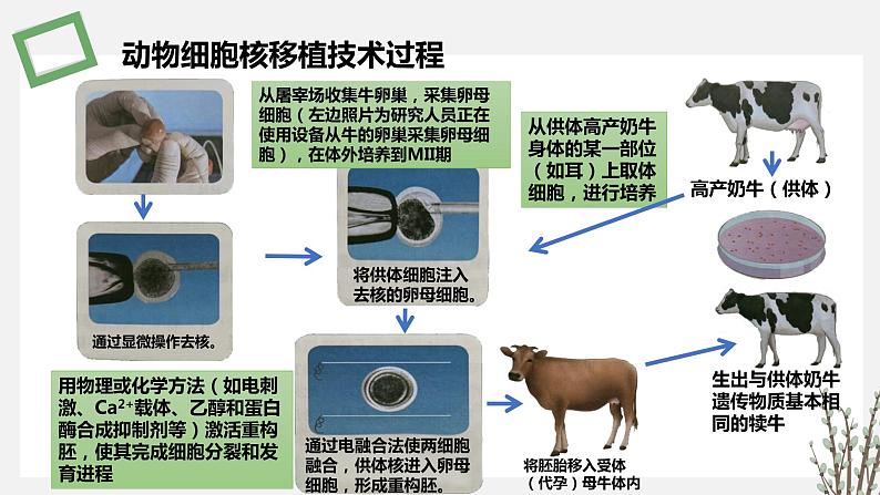 2.3.1 动物细胞核移植技术及其应用 课件 高中生物新苏教版选择性必修308