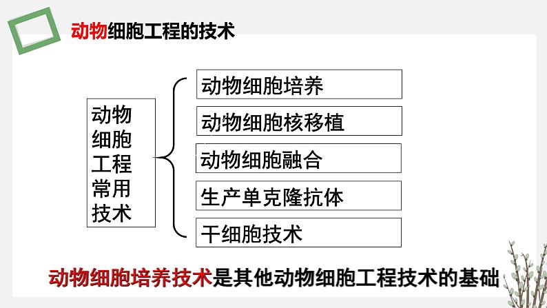 2.3.2 动物细胞培养技术及其应用 课件 高中生物新苏教版选择性必修303