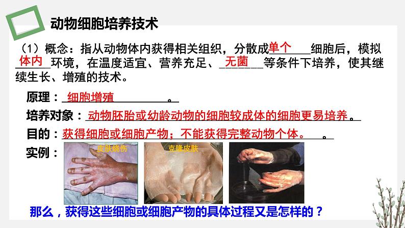 2.3.2 动物细胞培养技术及其应用 课件 高中生物新苏教版选择性必修305