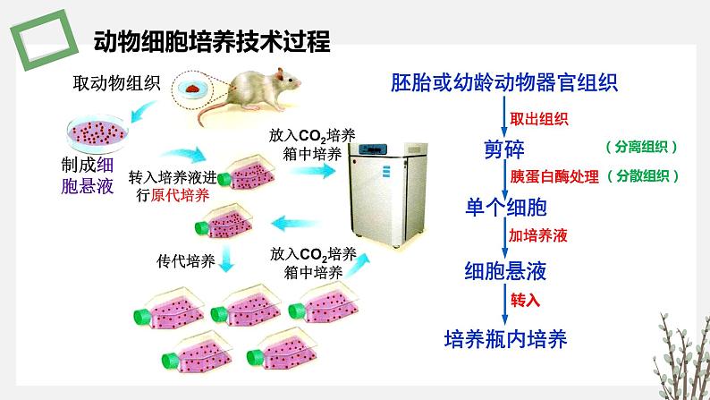 2.3.2 动物细胞培养技术及其应用 课件 高中生物新苏教版选择性必修306