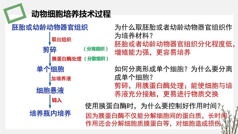 2.3.2 动物细胞培养技术及其应用 课件 高中生物新苏教版选择性必修307