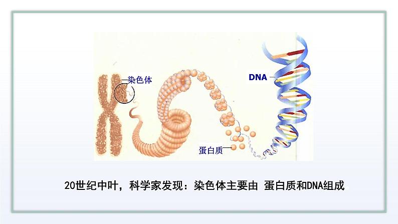 2.1 DNA是主要的遗传物质 课件 高中生物新苏教版必修2第5页