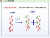 2.2 DNA分子的结构和复制（第2课时）课件 高中生物新苏教版必修2