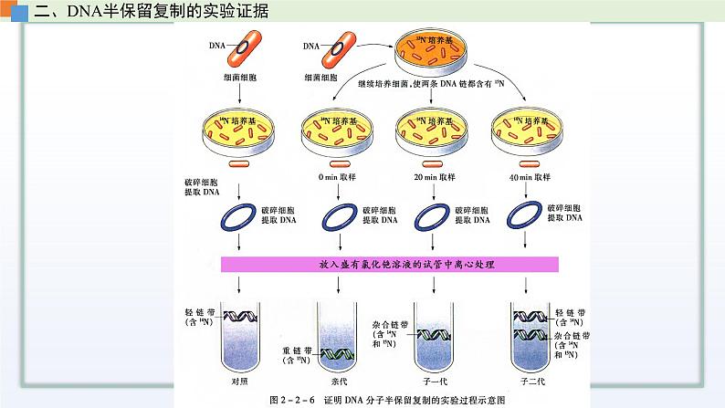 2.2 DNA分子的结构和复制（第2课时）课件 高中生物新苏教版必修207