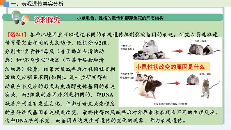 2.3 遗传信息控制生物的性状（第4课时）课件 高中生物新苏教版必修2第4页