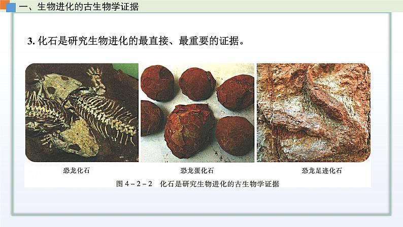 4.2 生物的多样性和适应性是进化的结果 课件 高中生物新苏教版必修204