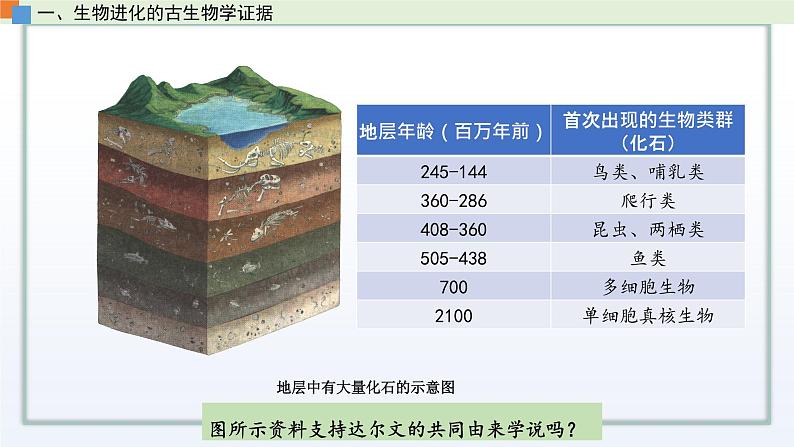 4.2 生物的多样性和适应性是进化的结果 课件 高中生物新苏教版必修205