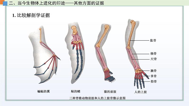 4.2 生物的多样性和适应性是进化的结果 课件 高中生物新苏教版必修207