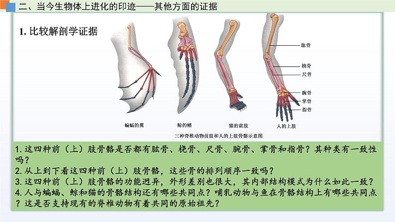 4.2 生物的多样性和适应性是进化的结果 课件 高中生物新苏教版必修208