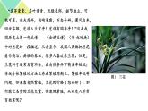 2.1.1  植物细胞工程 课件 高中生物新人教版选择性必修3