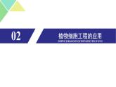 2.1.2  植物细胞工程 课件 高中生物新人教版选择性必修3