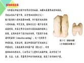 2.1.2  植物细胞工程 课件 高中生物新人教版选择性必修3