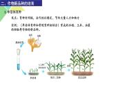 2.1.2  植物细胞工程 课件 高中生物新人教版选择性必修3