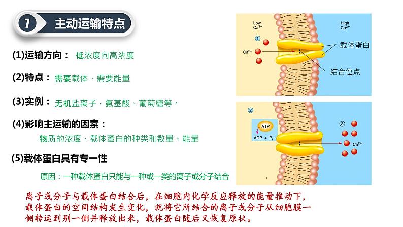 第四章 第2节 主动运输与胞吞、胞吐第6页