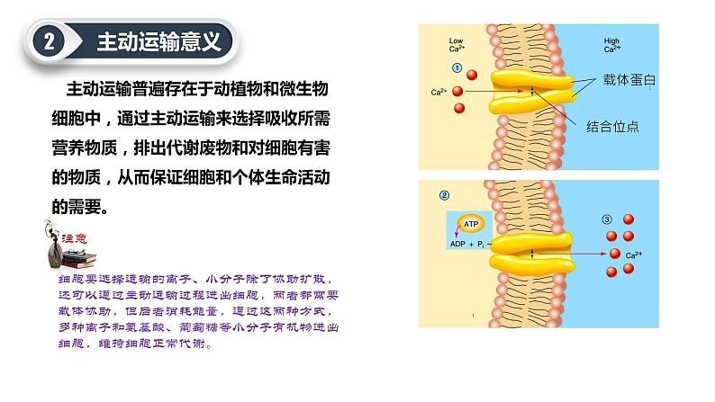 第四章 第2节 主动运输与胞吞、胞吐第8页