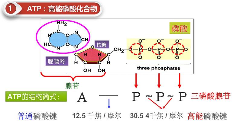 第五章第2节 细胞的能量“货币”ATP第7页