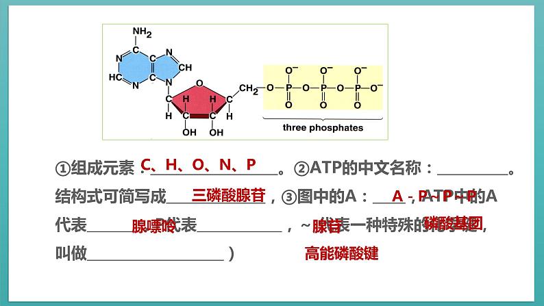 第五章第2节 细胞的能量“货币”ATP第8页