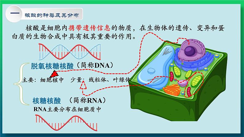 第二章：第5讲 核酸是遗传信息的携带者第5页