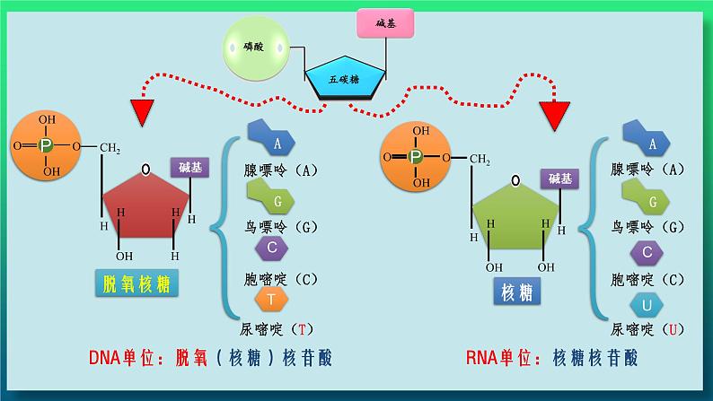 第二章：第5讲 核酸是遗传信息的携带者第7页