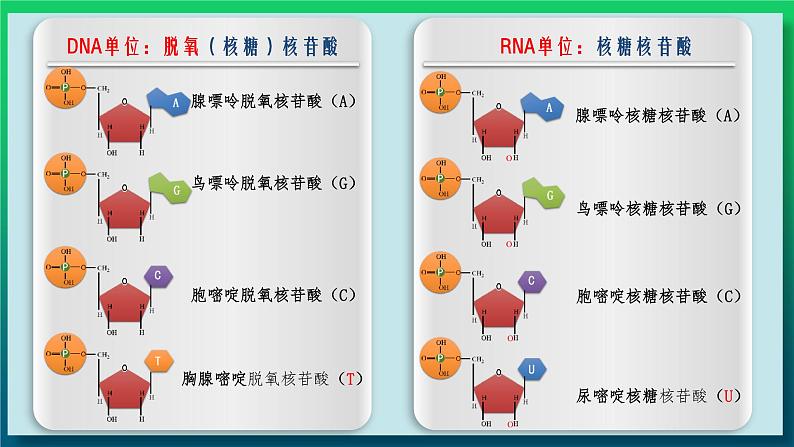 第二章：第5讲 核酸是遗传信息的携带者第8页