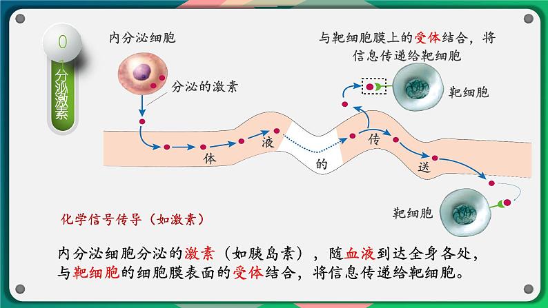 第三章：第1节：细胞膜的结构和功能第7页