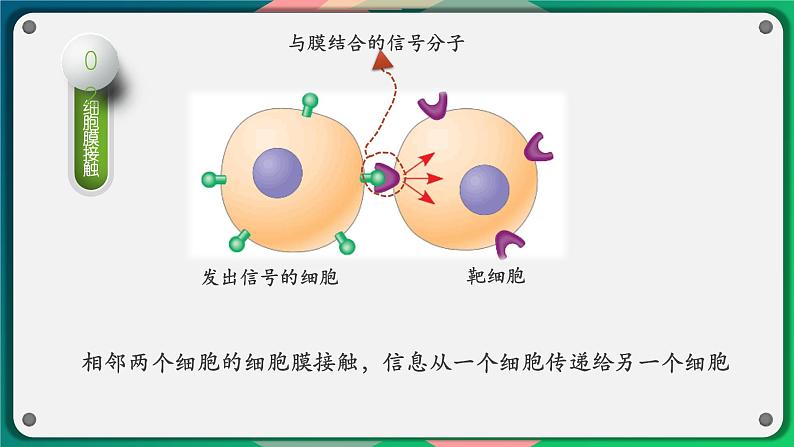 第三章：第1节：细胞膜的结构和功能第8页